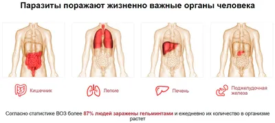 Журнал обследования на гельминты