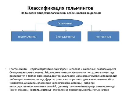 Гельминты у кошек: симптомы, лечение, профилактика - Официальный сайт сети  ветклиник АМВет в Москве - Ветеринарный центр