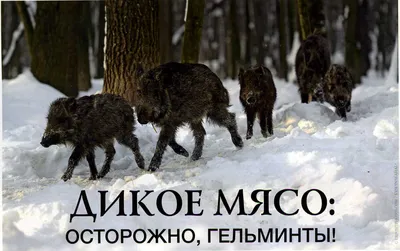 Гельмифлор: эффективное средство против паразитов купить по цене 1168 ₽ в  Москве на PromPortal.Su (ID#50834259)