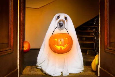 Halloween ghost. spooky ghost. 12658583 PNG