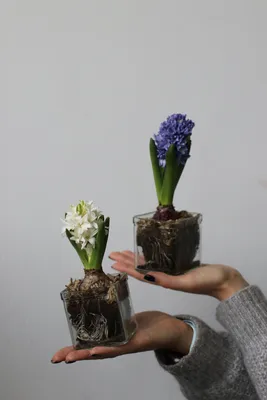 Гиацинт 1 Луковица (Hyacinthus)