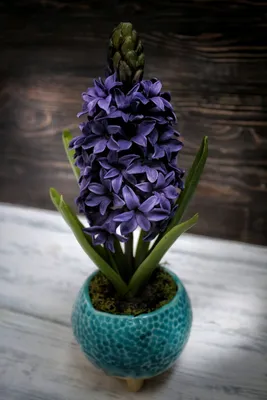 Гиацинт Блю Пёрл (Hyacinthus Blue Pearl) - Луковицы гиацинтов - купить  недорого гиацинты в Москве в интернет-магазине Сад вашей мечты