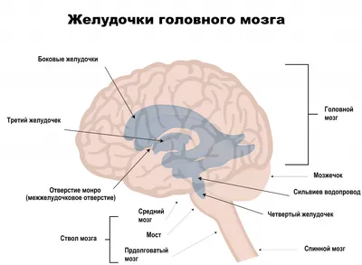 Гидроцефалия: у детей и взрослых, наружная, фото, лечение