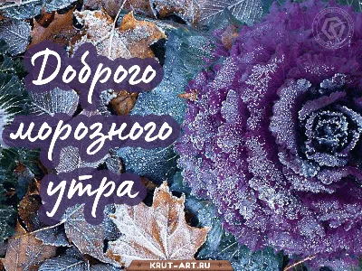 Доброго зимнего утра (85 картинок)