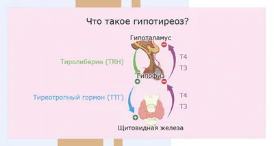 ВРОЖДЕННЫЙ ГИПОТИРЕОЗ У ДЕТЕЙ | ОГАУЗ Детская городская больница №2