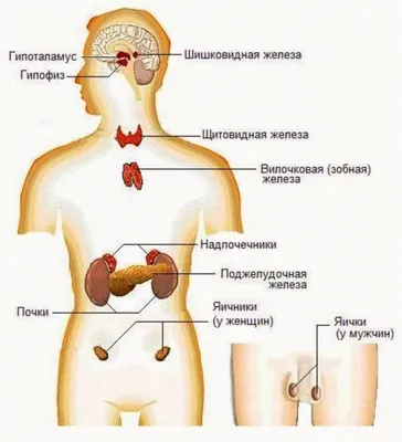 Vitros Diagnostics - Гипотиреоз🧬 ⠀ 📉Гипотиреоз — синдром, который  развивается при низкой концентрации гормонов щитовидной железы, является  одним из самых распространенных заболеваний эндокринной системы. ⠀ ❕Данное  заболевание может долгое время не ...