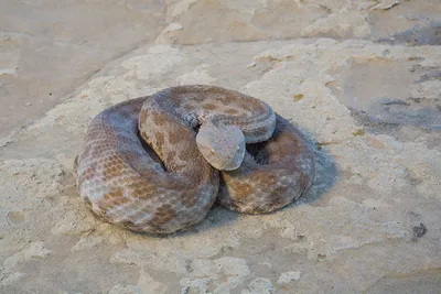 Житель Агдама, 50 лет своей жизни посвятивший ядовитым змеям РЕПОРТАЖ -  АЗЕРТАДЖ