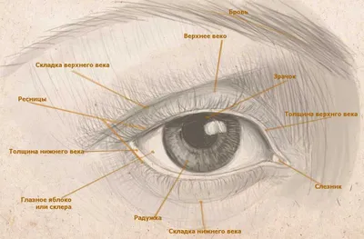 Рисунок глаз простой (24 фото) » Рисунки для срисовки и не только