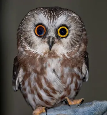 Как же устроен глаз животных?