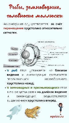 Почему животные видят в темноте, а мы — нет? И почему у кошки глаза горят?  - Телеканал «Моя Планета»