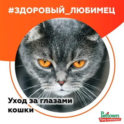 Как нарисовать глаза кота акрилом? How to draw cat's eyes? - YouTube