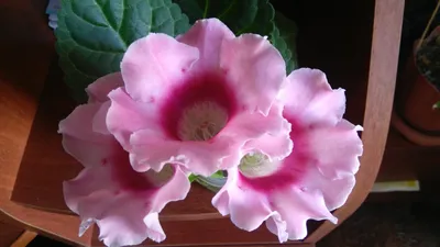 Глоксиния - «Очень красиво цветёт, неприхотливое растение, легко выращивать  из семян!» | отзывы