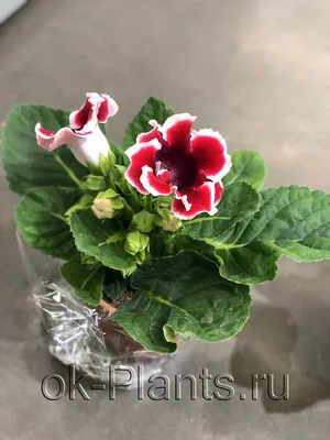 Глоксиния Tigrina Red - Глоксиния - GardenPlants