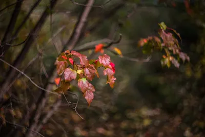 Лес глубокой осенью (56 фото) - 56 фото