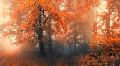 Глубокая осень леса стоковое фото. изображение насчитывающей напольно -  34812850