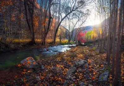 Рисунок Глубокая осень - «Осенняя пора - очей очарованье...»  (№411583-13.10.2023 - 16:34)