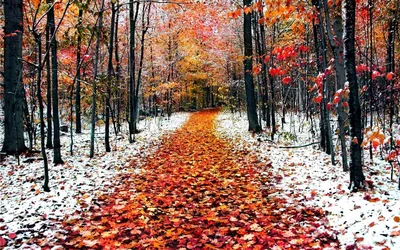 глубокая осень. Фотограф Александр Смыков