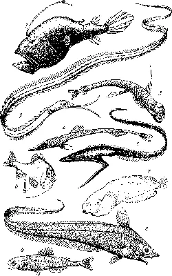 Почему глубоководные рыбы такие страшные?