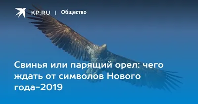 Свинья или парящий орел: чего ждать от символов Нового года-2019 - KP.RU