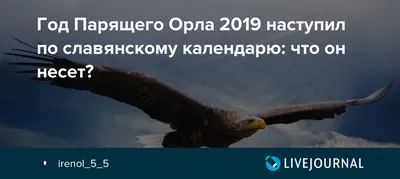 Год желтой свиньи или парящего орла? | Димок о насущном | Дзен