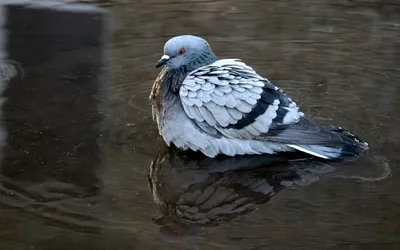 File:Дикі голуби припутні (Columba palumbus), як правило, людей не  підпускають.jpg - Wikimedia Commons