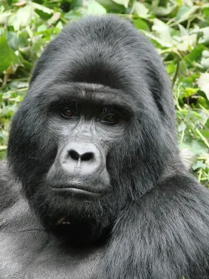 Mountain gorilla facts and photos