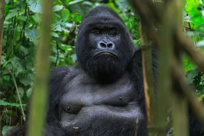 Ozzie, the world's oldest male gorilla, dies aged 61 | Atlanta | The  Guardian