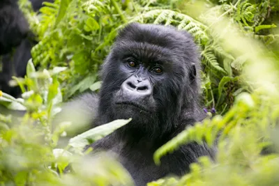 Mountain gorilla facts