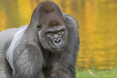 Western Lowland Gorilla – Zoo Berlin