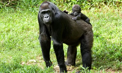 Western lowland gorilla | Smithsonian's National Zoo and Conservation  Biology Institute