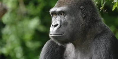 Western lowland gorilla | Smithsonian's National Zoo and Conservation  Biology Institute