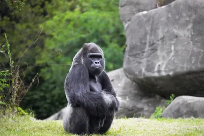 Gorilla - Detroit Zoo