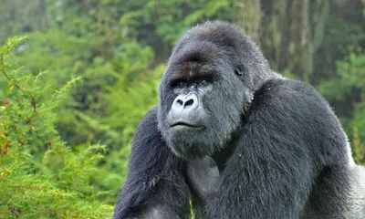 Mountain Gorilla | Gorillas | WWF