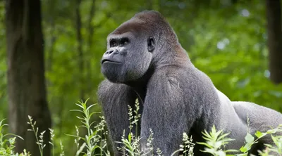 Gorilla Teeth Stock Photos and Pictures - 3,203 Images | Shutterstock