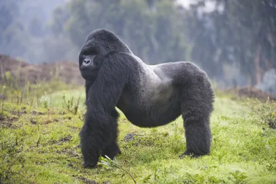 Gorilla guide: where they live, diet, and conservation - Discover Wildlife