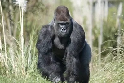 Do Disney Gorillas Really Brush Their Teeth? | Disney Parks Blog