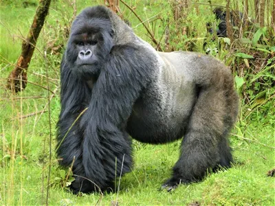 Mountain Gorilla | African Wildlife Foundation