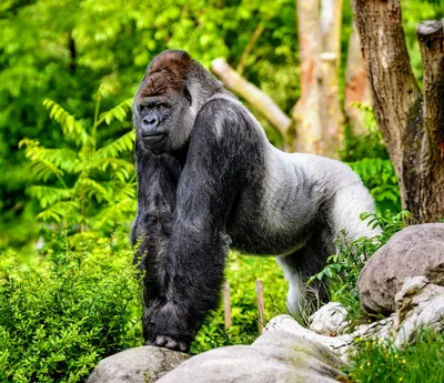 Kiki the Gorilla Shares Sweet Moment with New Mom and Baby Video