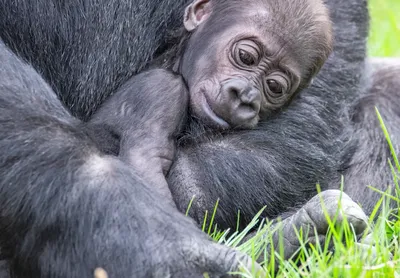 Celebrating the life of silverback gorilla Mafunzo - Dian Fossey