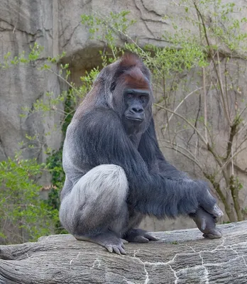 The Astounding Birth of a Gorilla at the Smithsonian Zoo | The New Yorker