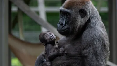 Watch: Pittsburgh zoo celebrates the birth of a baby gorilla