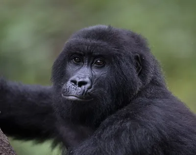 Teenage gorilla is 'not addicted' to smartphones, insists Chicago zoo |  Euronews