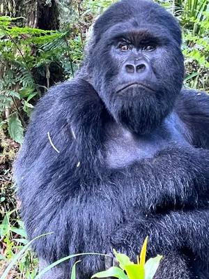 Western Lowland Gorillas: Meet them at Zoo Leipzig!