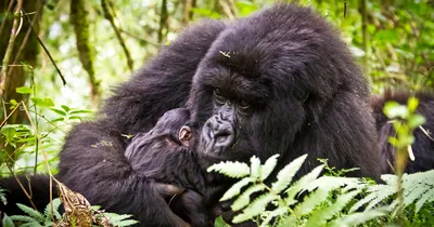 Mountain Gorilla Sanctuary for Orphaned Gorillas | Virunga National Park