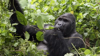 At Nearly Four Months Old, the Zoo's Youngest Gorilla Has Begun to Show His  Rambunctious Roots | At the Smithsonian| Smithsonian Magazine