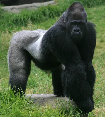 File:Male gorilla in SF zoo.jpg - Wikipedia