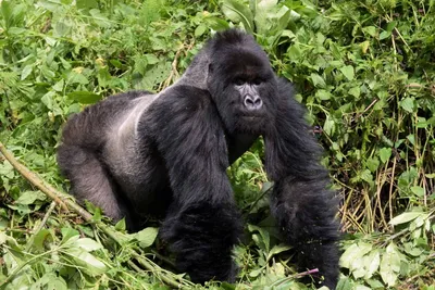 Life Size Sitting Gorilla Statue