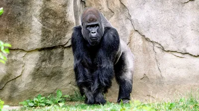 Ohio's Columbus Zoo thought this gorilla was a male – then it gave birth to  a baby | CNN