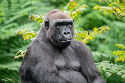 Western Lowland Gorilla | Saint Louis Zoo