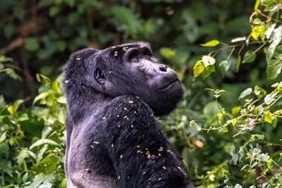 Gorilla standing hi-res stock photography and images - Alamy